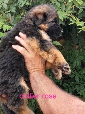 CHIOT 4 COLLIER ROSE 
