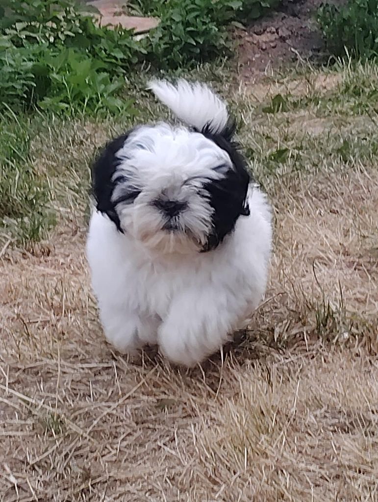 de l'Instinct de Grace - Shih Tzu - Portée née le 24/04/2025