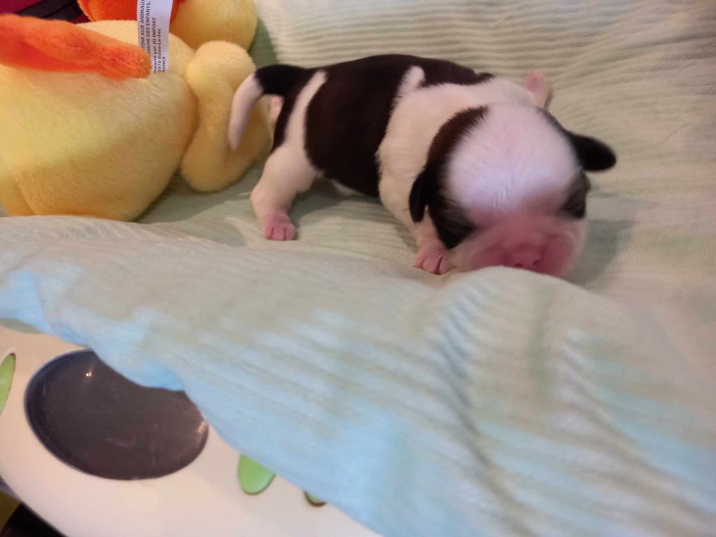 de l'Instinct de Grace - Chiots disponibles - Shih Tzu