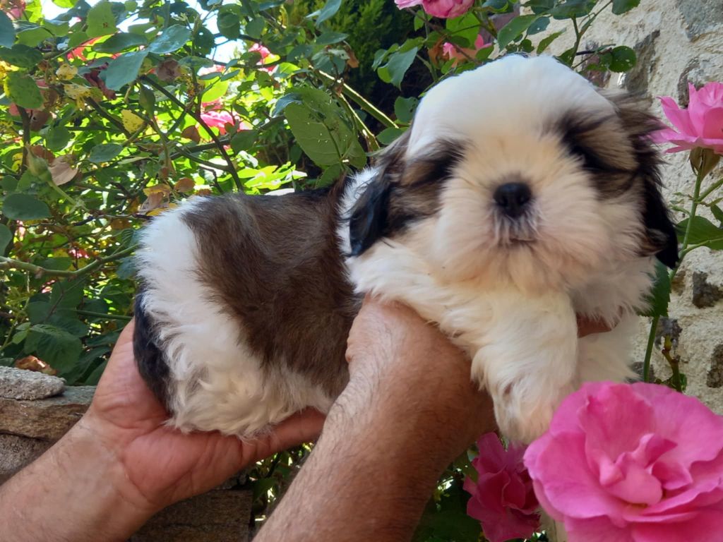 de l'Instinct de Grace - Chiots disponibles - Shih Tzu