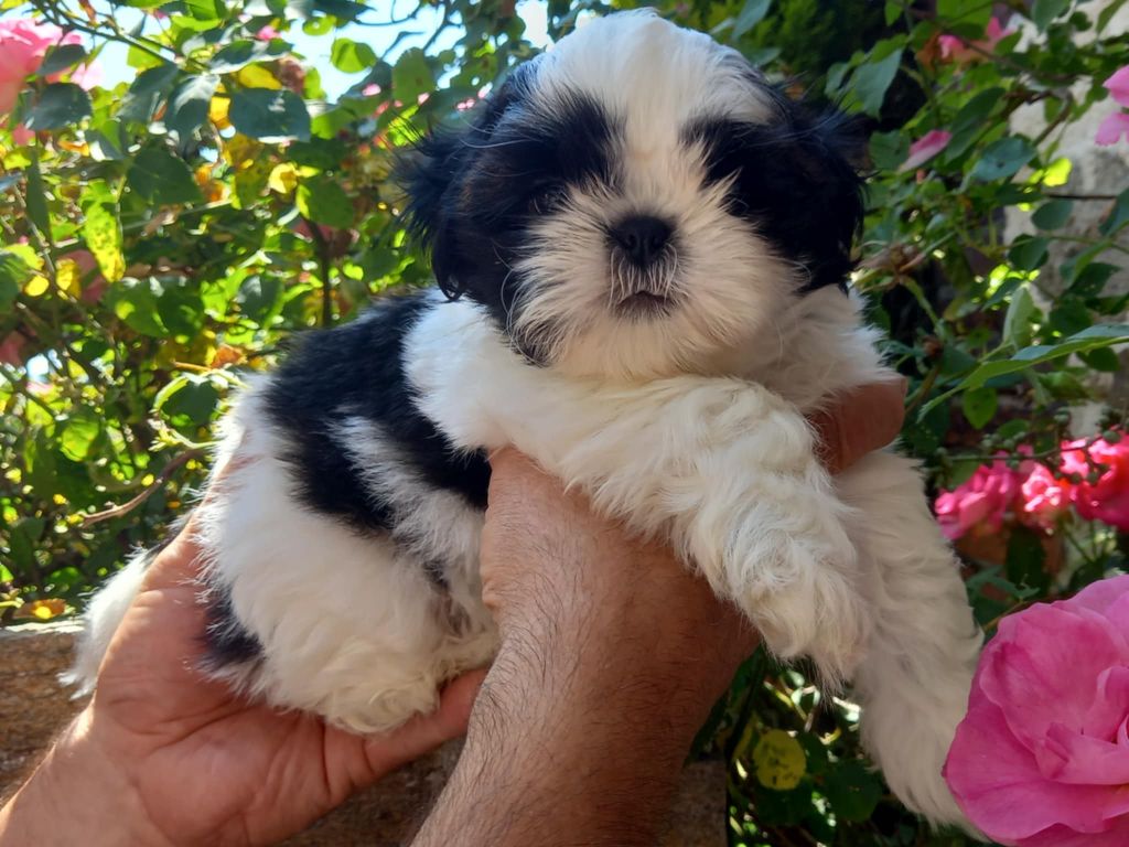 de l'Instinct de Grace - Chiots disponibles - Shih Tzu