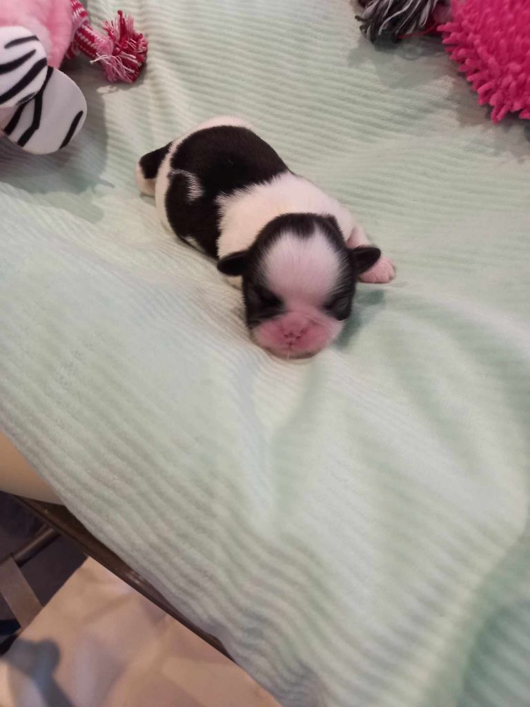 de l'Instinct de Grace - Chiots disponibles - Shih Tzu