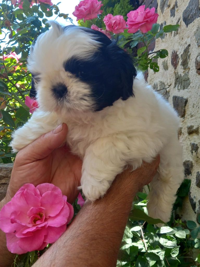 de l'Instinct de Grace - Chiots disponibles - Shih Tzu
