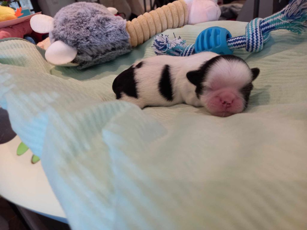 de l'Instinct de Grace - Chiots disponibles - Shih Tzu